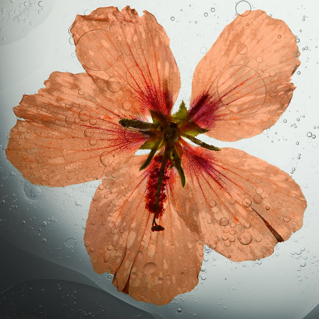 Myoxinol™ : The Neuropeptide Redefining Skincare
