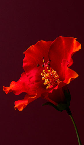 mobile-image