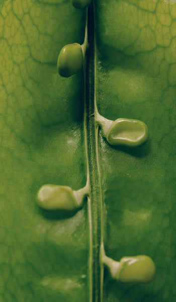 desktop-image